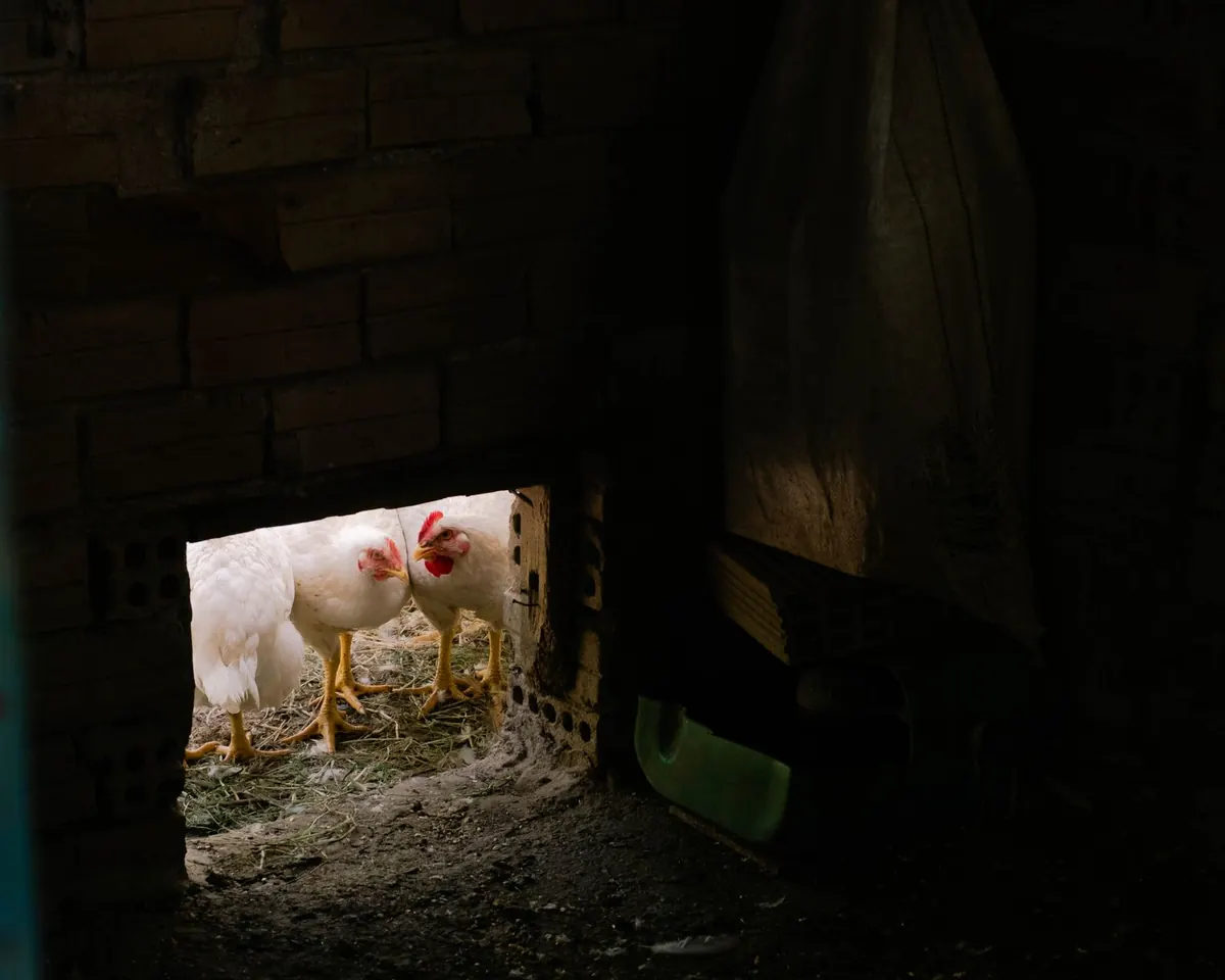 First-Year Chicken Flock Budget Mistakes: Feed, Coop, and Health Costs to Avoid